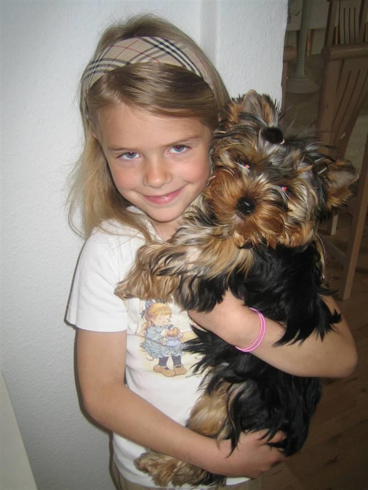 Yorkshire terrier "Jazzmin" - Emma Simone & Lady Jazzmin billede 8
