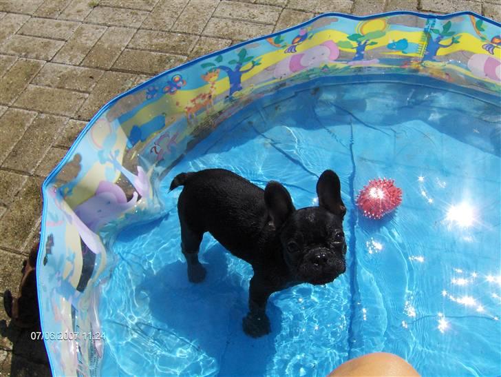 Fransk bulldog lulu - jeg bliver i den lave ende billede 7