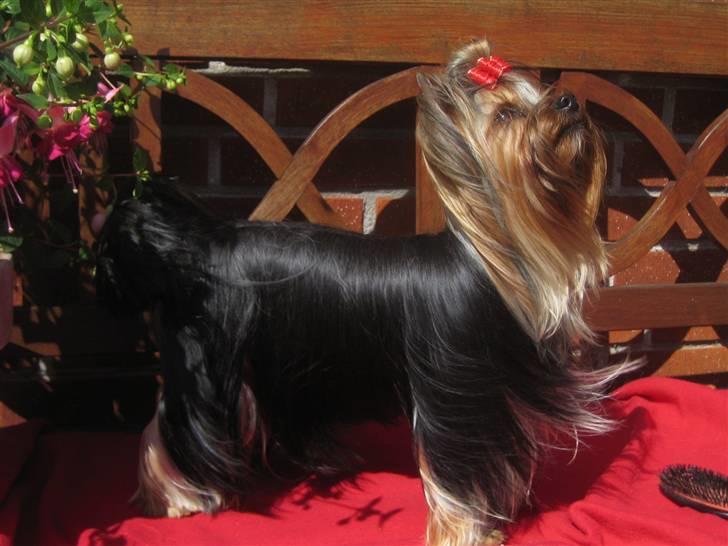 Yorkshire terrier "Jazzmin" - Jazzmin billede 9