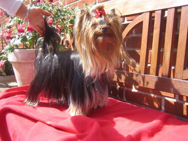 Yorkshire terrier "Jazzmin" - Jazzie leger model. billede 10