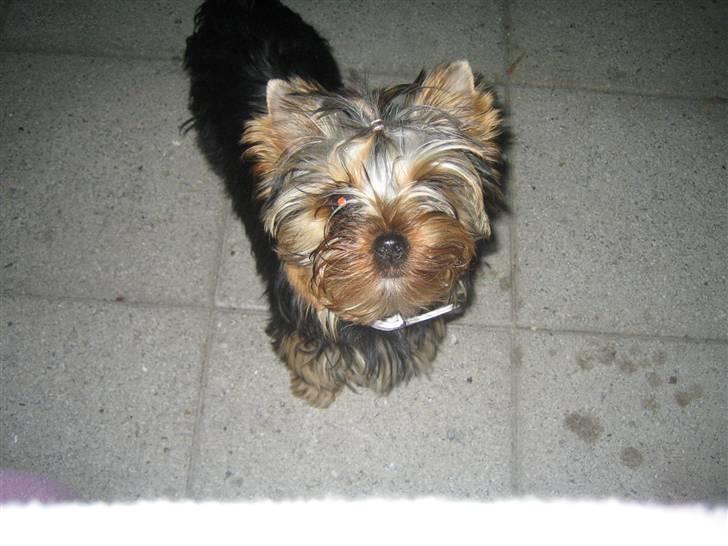Yorkshire terrier "Jazzmin" - What....? billede 11