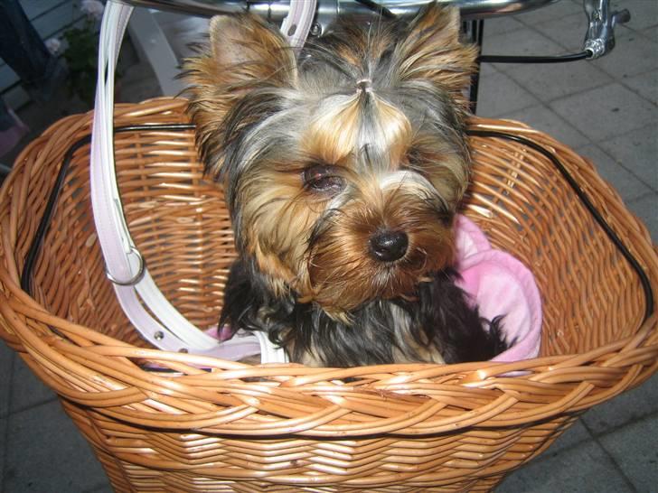 Yorkshire terrier "Jazzmin" billede 12