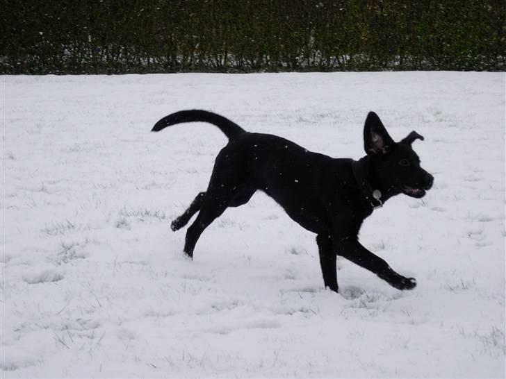 Labrador retriever Mille - Mille som ca. 6 mdr.. Sne er jo en dejlig ting billede 2