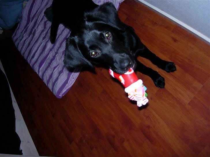 Labrador retriever Mille - Milles første jul, med sit nye bidedyr. billede 3
