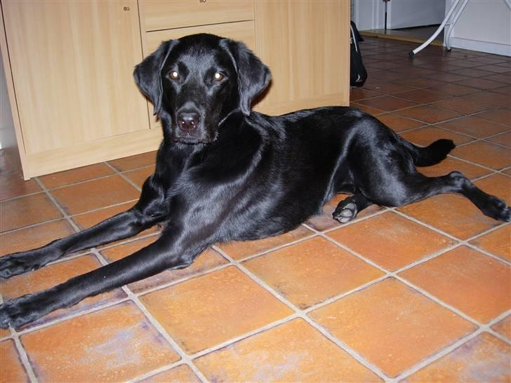 Labrador retriever Mille billede 4