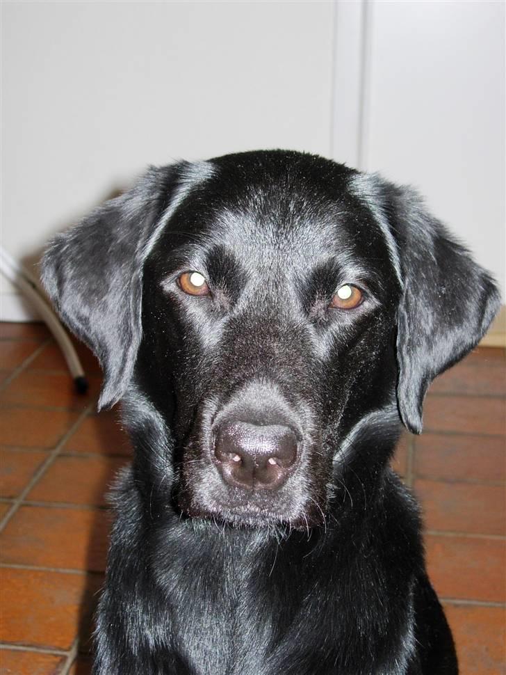 Labrador retriever Mille - Billede fra 13-06-2007 billede 5