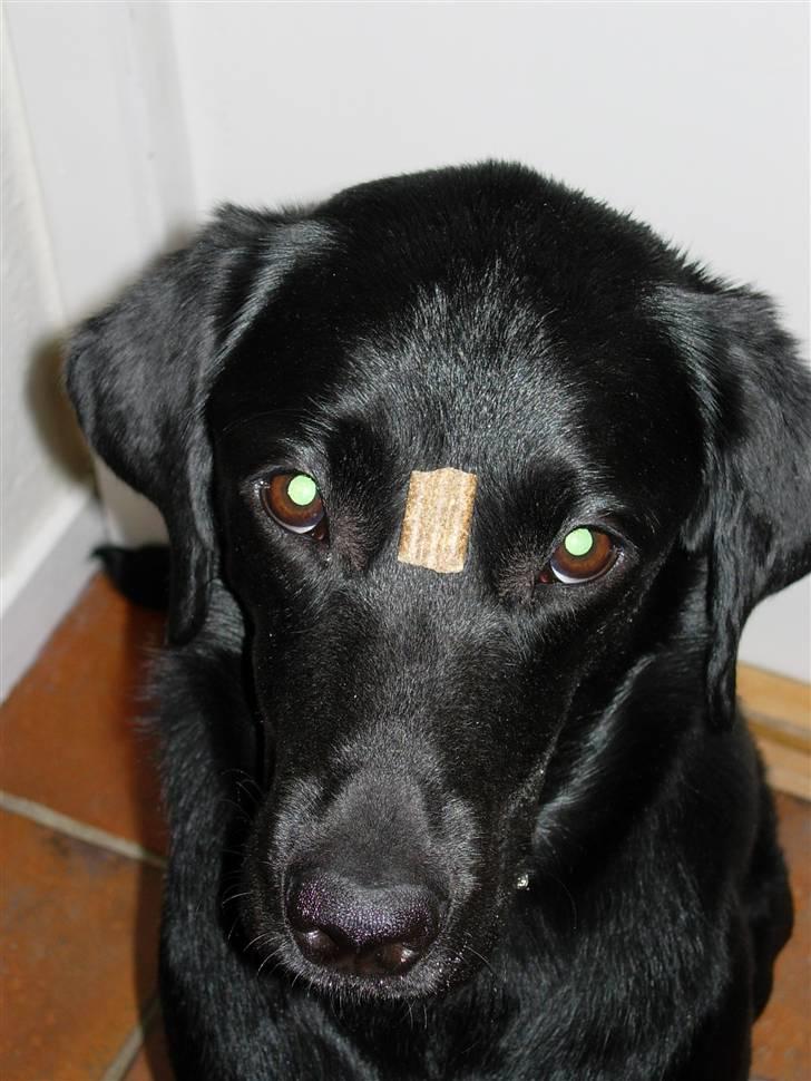 Labrador retriever Mille - Her et trick, hun sidder helt stille til hun får lov til at tage godbidden billede 6