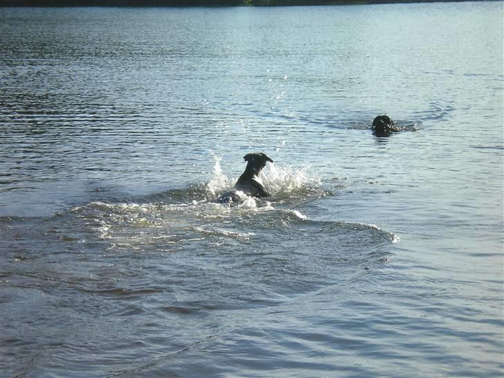 Boxer Shila Cherry - ELITE SVØM.. ØH PLASKER lige ud og stjæler bolden  billede 12