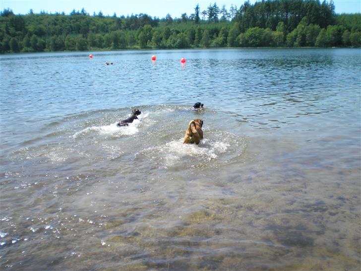 Boxer Shila Cherry - kom THOR vi omringer hende HE HEH EHEHE billede 13