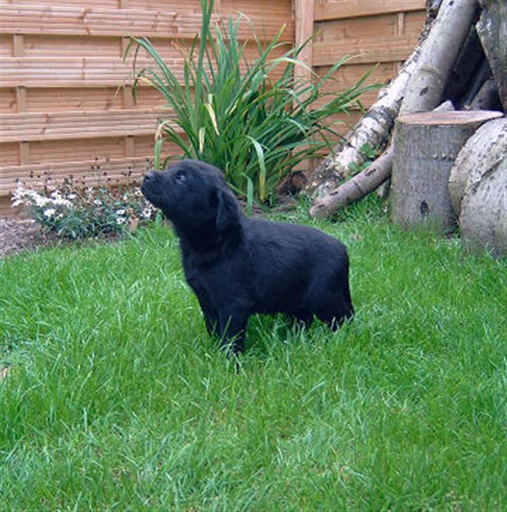 Labrador retriever Mille - Ca. 5 uger gammel ved opdrætter billede 7