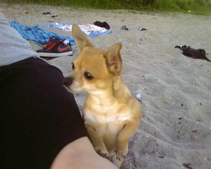 Chihuahua jessica billede 6