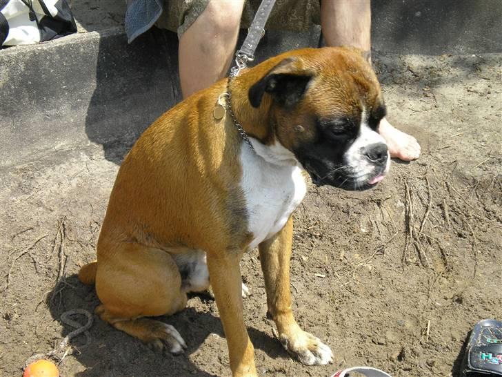 Boxer Shila Cherry - THOR .. min bedste boxer ven han er min fars mors hund bedste lege ven billede 16