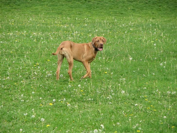 Blanding af racer Nova billede 1