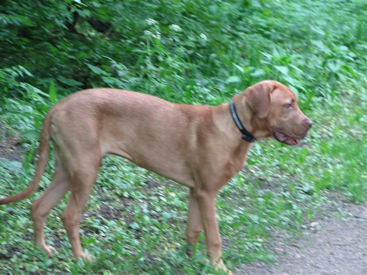 Blanding af racer Nova billede 2