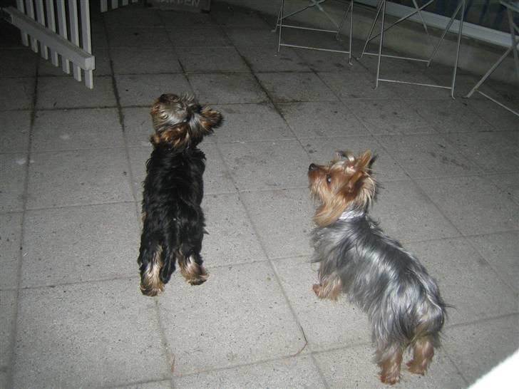 Yorkshire terrier Maggie billede 7