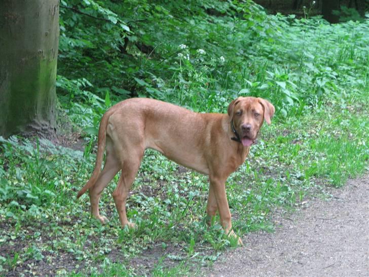 Blanding af racer Nova billede 3