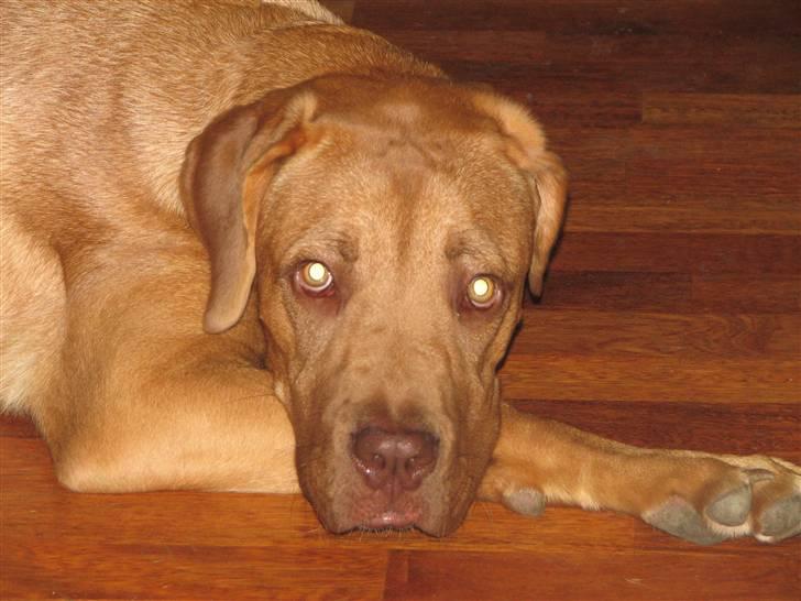 Blanding af racer Nova billede 4