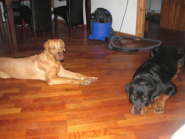 Blanding af racer Nova billede 5