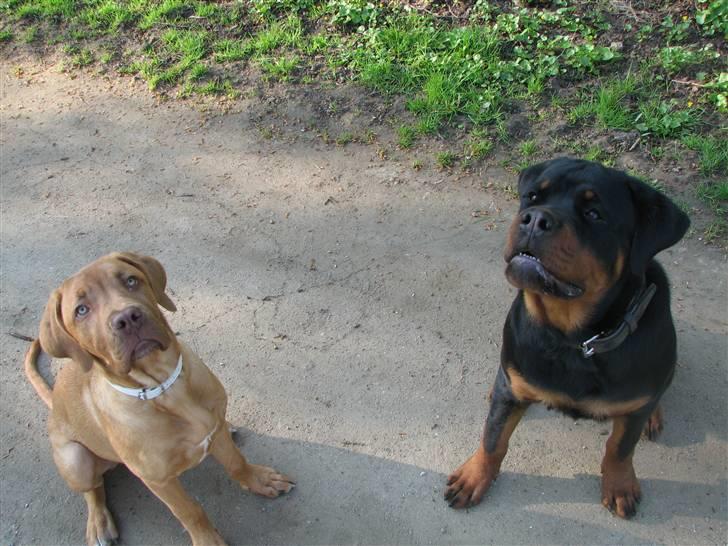 Blanding af racer Nova billede 6