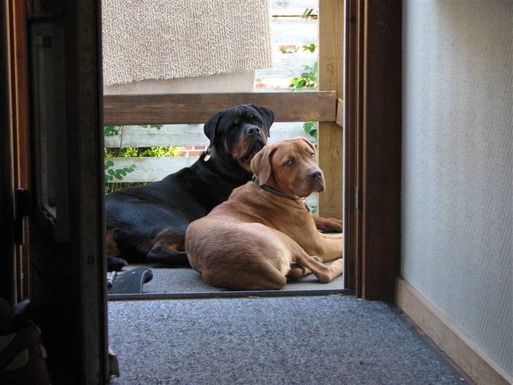 Blanding af racer Nova billede 7