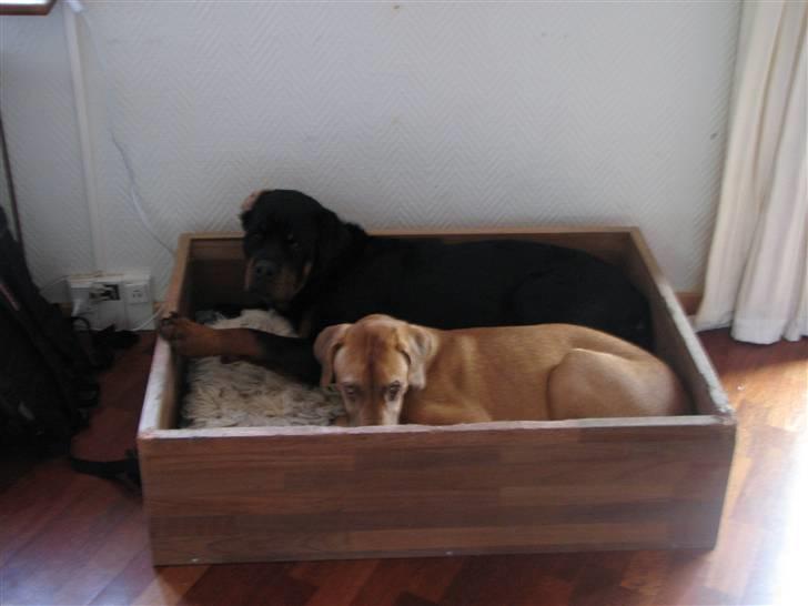 Blanding af racer Nova billede 8