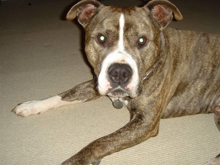 Amerikansk staffordshire terrier Bronson billede 1