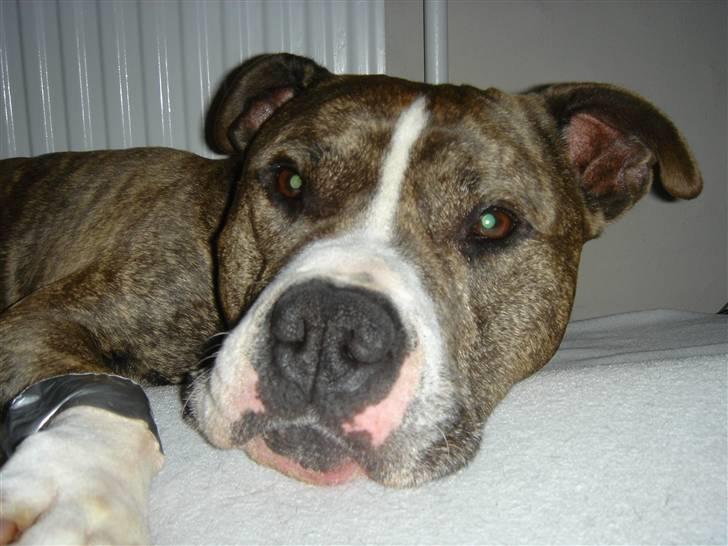 Amerikansk staffordshire terrier Bronson - Julen 2006 - Ren afslapning. billede 2