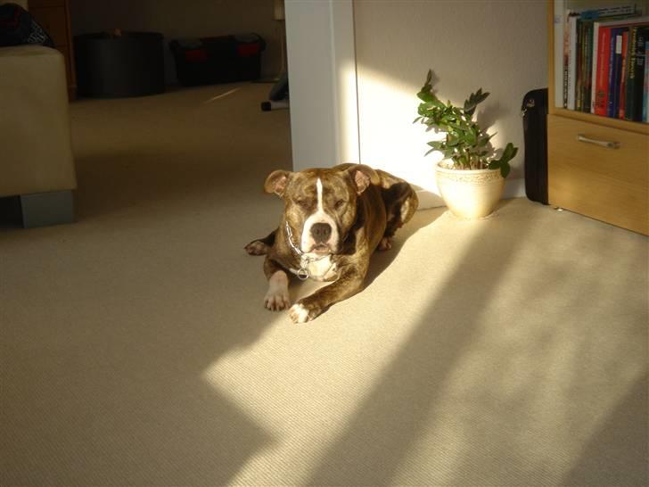 Amerikansk staffordshire terrier Bronson - Jeg er god til at finde solpletter når jeg skal slappe af :o) Sommer 2006.  billede 3