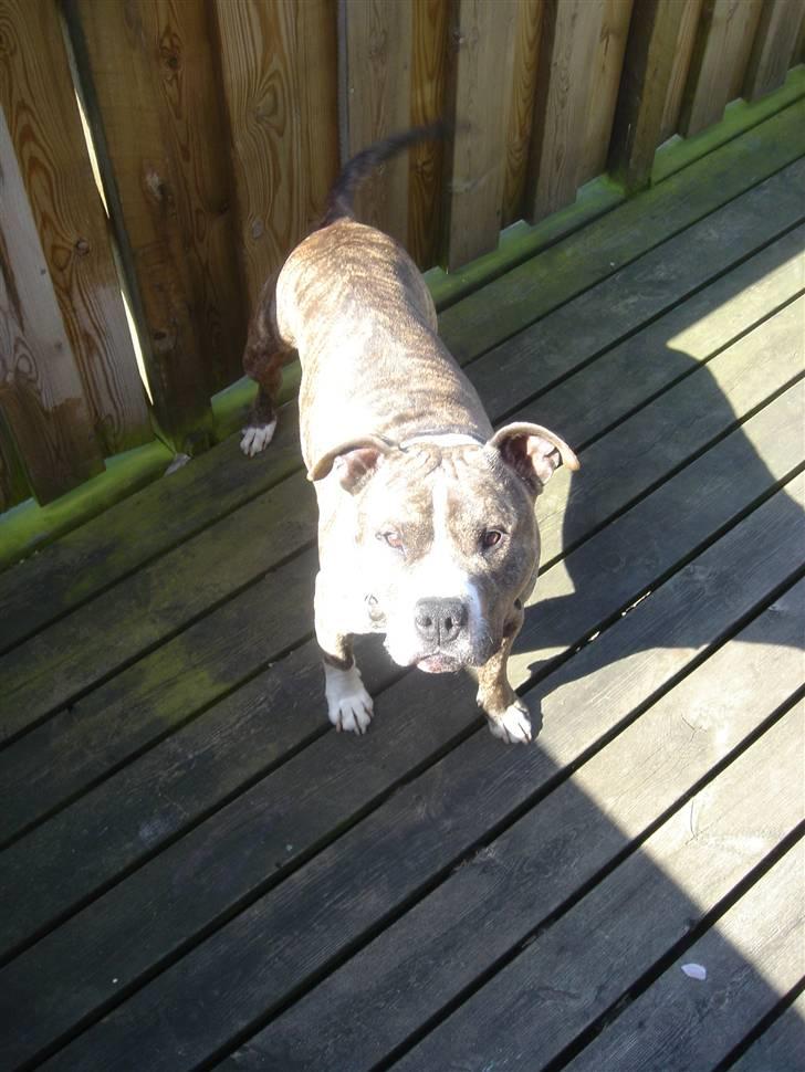 Amerikansk staffordshire terrier Bronson billede 4