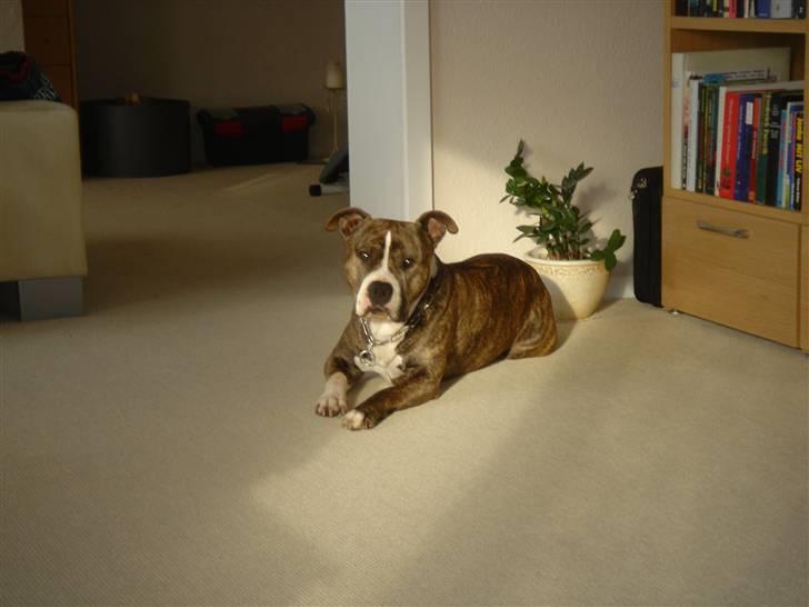 Amerikansk staffordshire terrier Bronson - Sommer 2006 billede 5