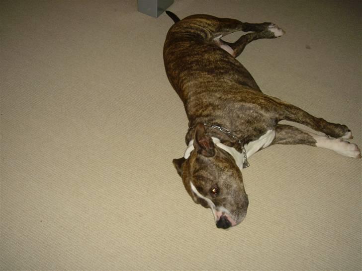 Amerikansk staffordshire terrier Bronson - Efterår 2006. billede 6