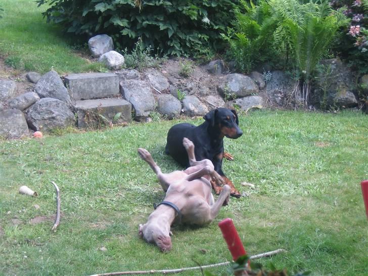 Dobermann Tino - åhh , hvor er hun dog barnlig:) billede 2