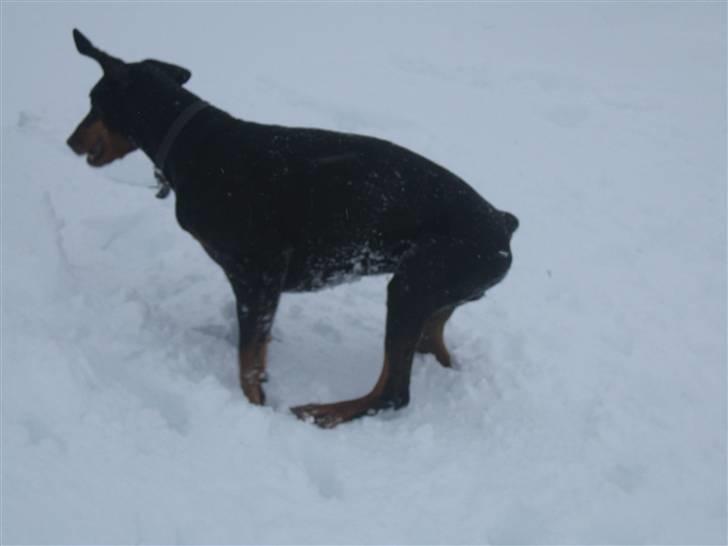 Dobermann Tino billede 3