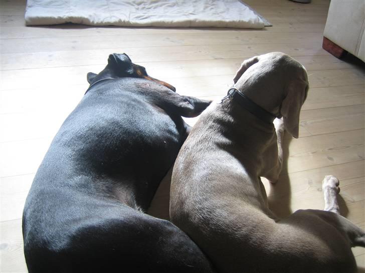 Dobermann Tino - ihh hvor vi hygger.... billede 4