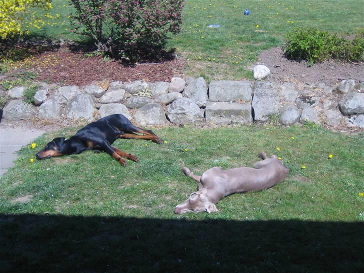 Dobermann Tino billede 5