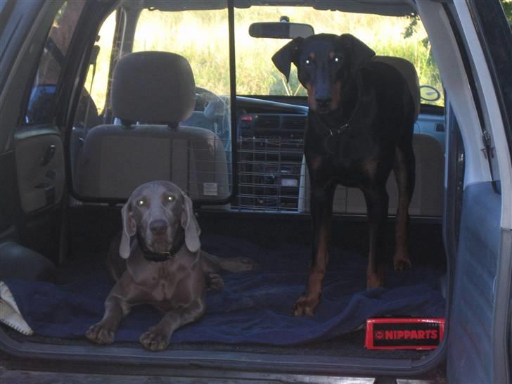 Dobermann Tino - Hvornår kører vi??? billede 6