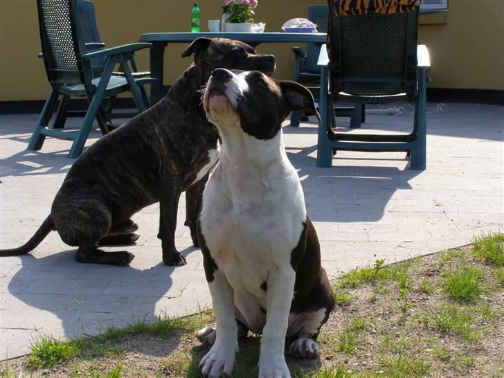 Amerikansk staffordshire terrier BABY - hvad mon der er der oppe de kan flyve? billede 16