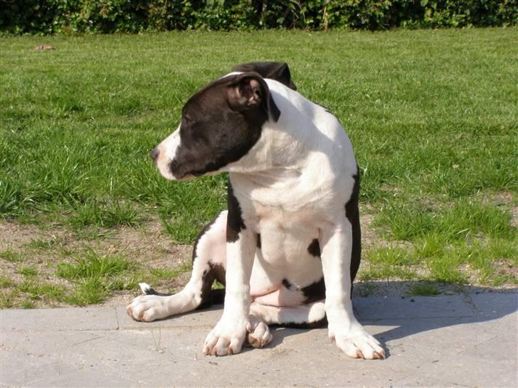 Amerikansk staffordshire terrier BABY billede 17