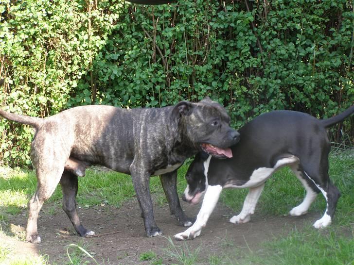 Amerikansk staffordshire terrier BABY billede 18