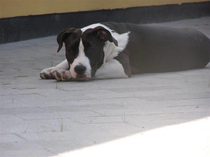 Amerikansk staffordshire terrier BABY - så blev jeg lidt træt billede 19