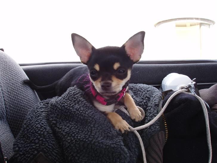 Chihuahua ** Cereza ** - Sidder lige ude i bilen oven på en masse af fars tøj og venter på far :). billede 17