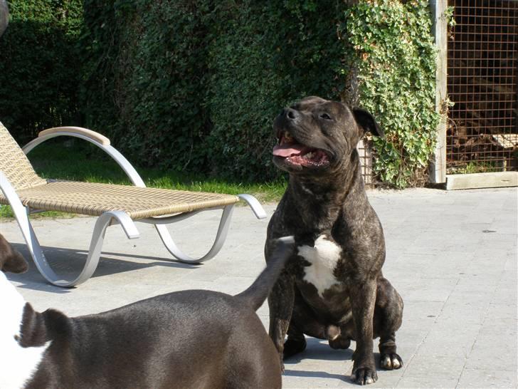 Amerikansk staffordshire terrier Banzai den bedste - ja baby, de kan vidst flyve?? billede 19