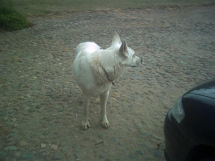 Hvid schæfer Qvikki - hvad er det der er der henne??? billede 17