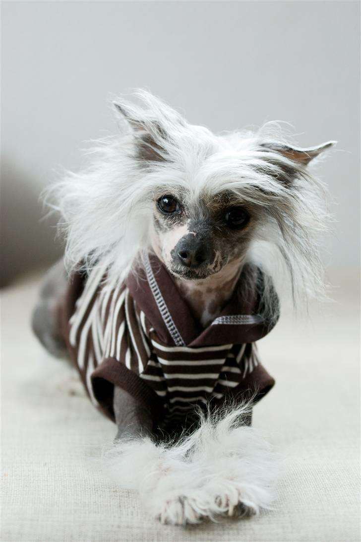 Chinese crested hårløs Caprioso Miao-ki  (Mia) - Velkommen til Mias profil :D billede 1