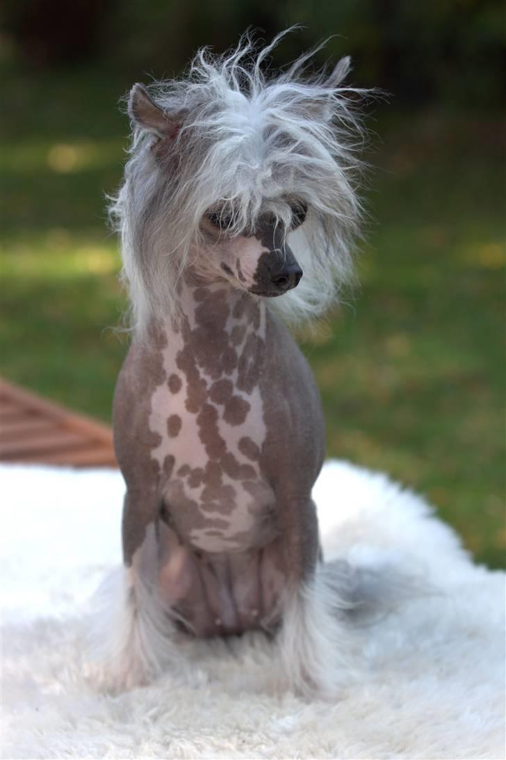 Chinese crested hårløs Caprioso Miao-ki  (Mia) - Meget lille pige billede 2