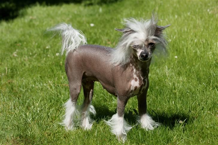 Chinese crested hårløs Caprioso Miao-ki  (Mia) - Her leger hun ude i sin nye store have :o) billede 3