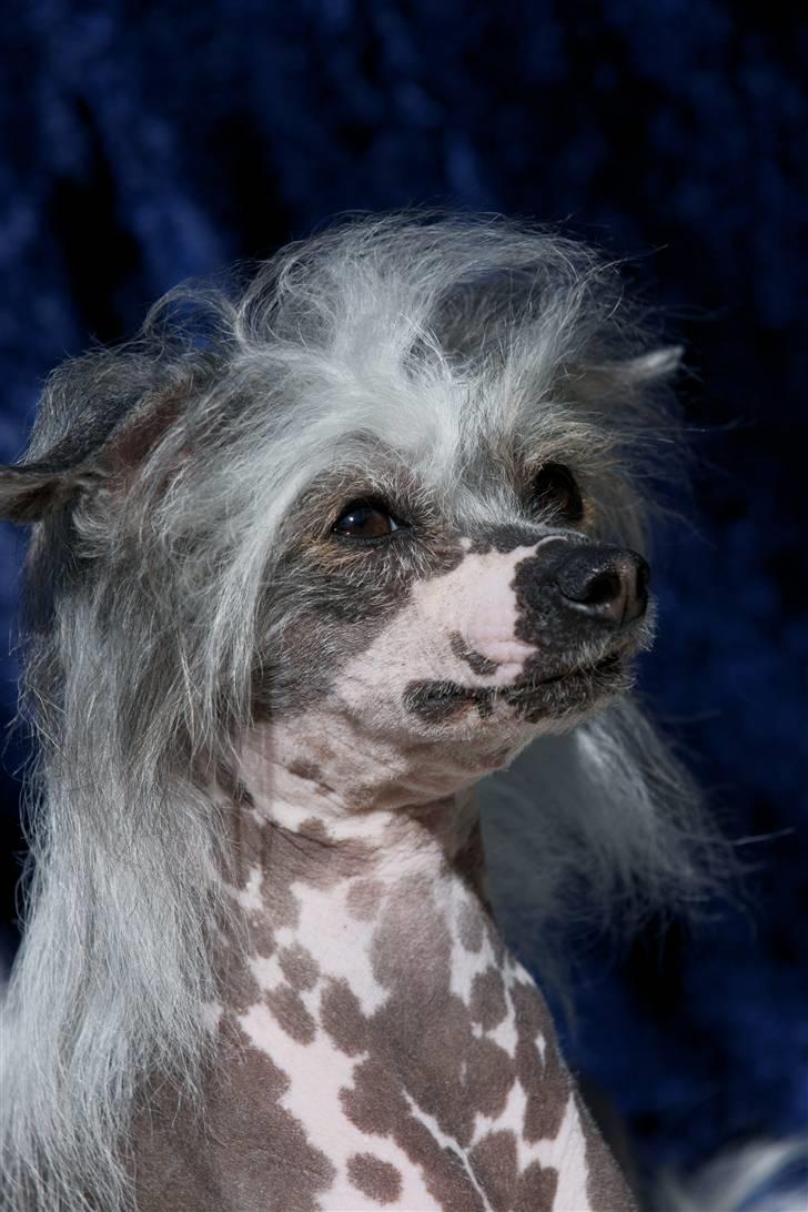 Chinese crested hårløs Caprioso Miao-ki  (Mia) billede 4