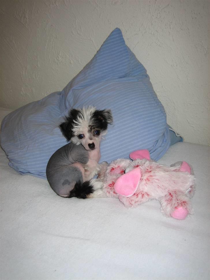 Chinese crested hårløs Caprioso Miao-ki  (Mia) - <33 billede 5