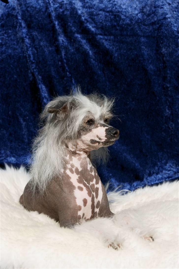 Chinese crested hårløs Caprioso Miao-ki  (Mia) billede 6