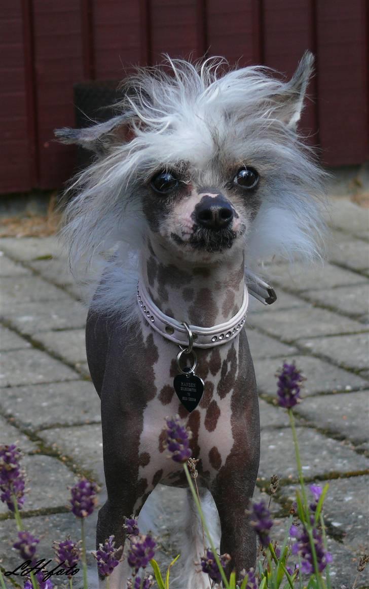 Chinese crested hårløs Caprioso Miao-ki  (Mia) billede 7